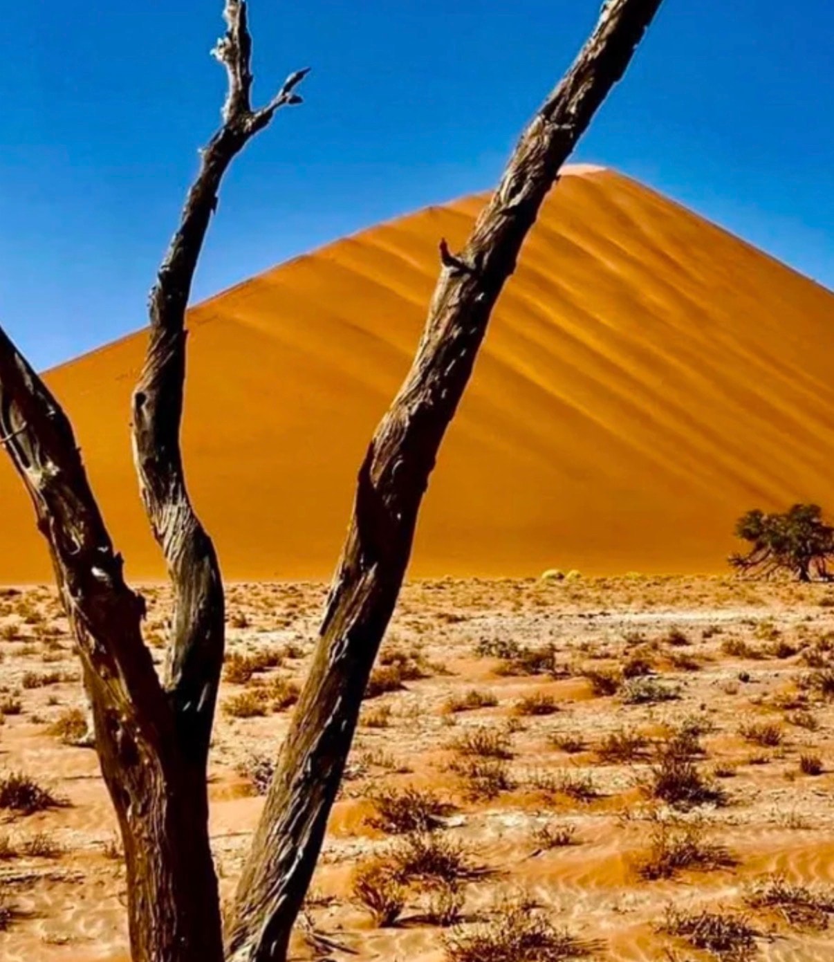 Dead trees in desert dune landscape