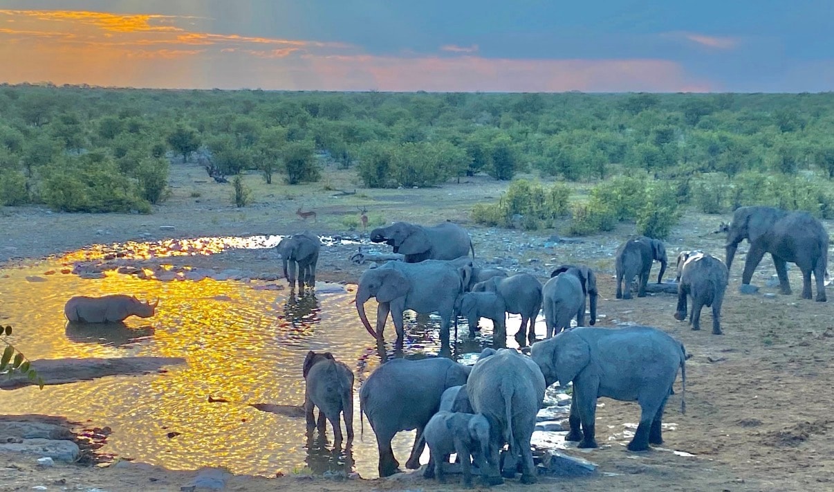 Elephant herd drinking at watering hole at sunset