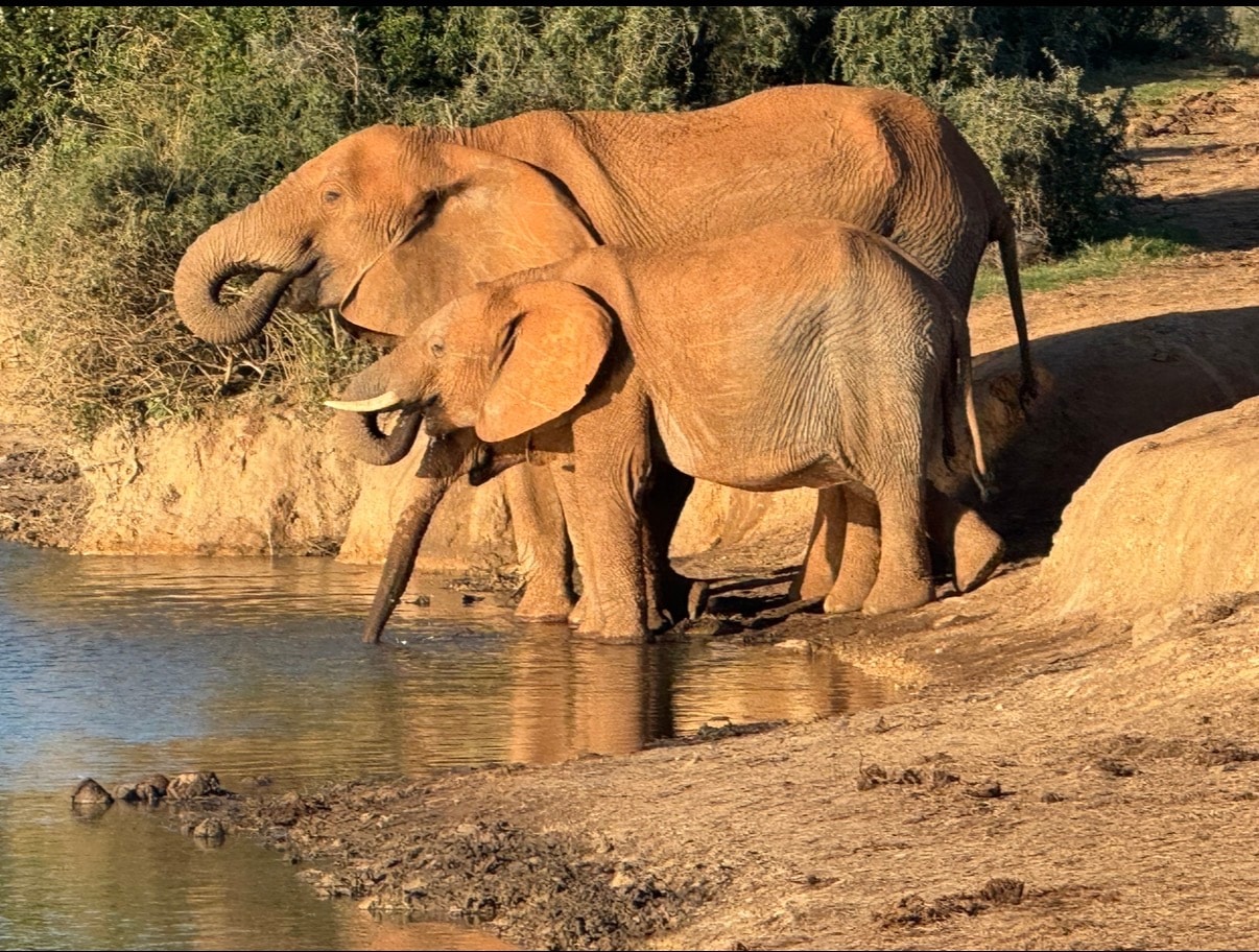 Elephants drinking at watering hole
