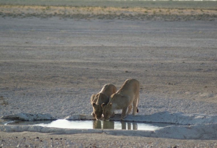 Two lions drinking at a desert waterhole