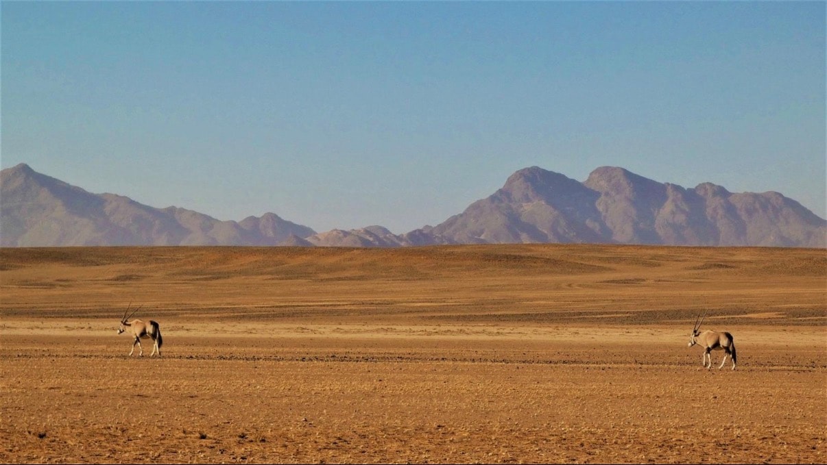 Oryx in the Namib desert with mountains behind