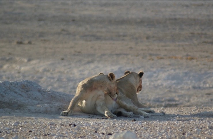 Two lions resting on desert sand