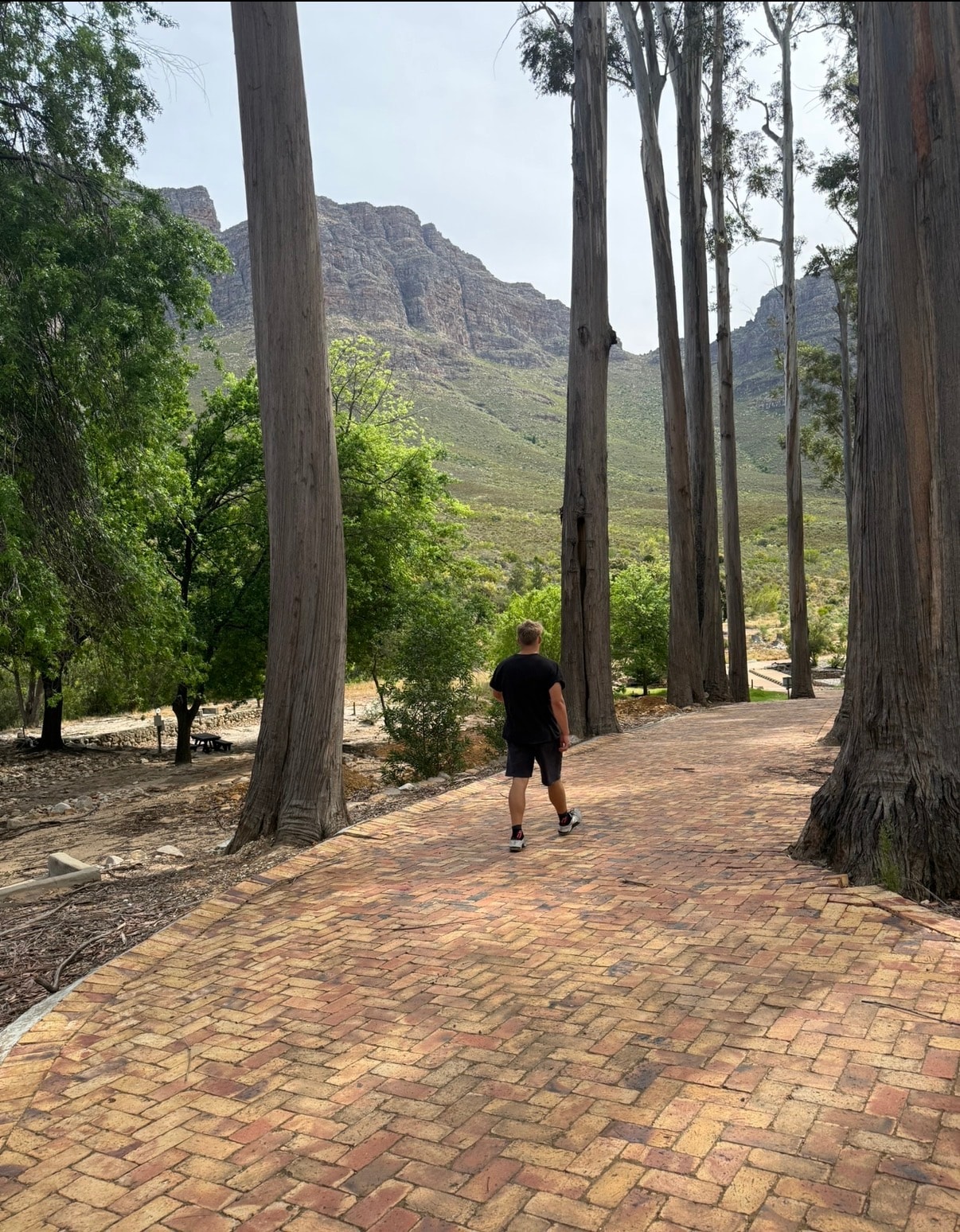 Running through eucalyptus forest