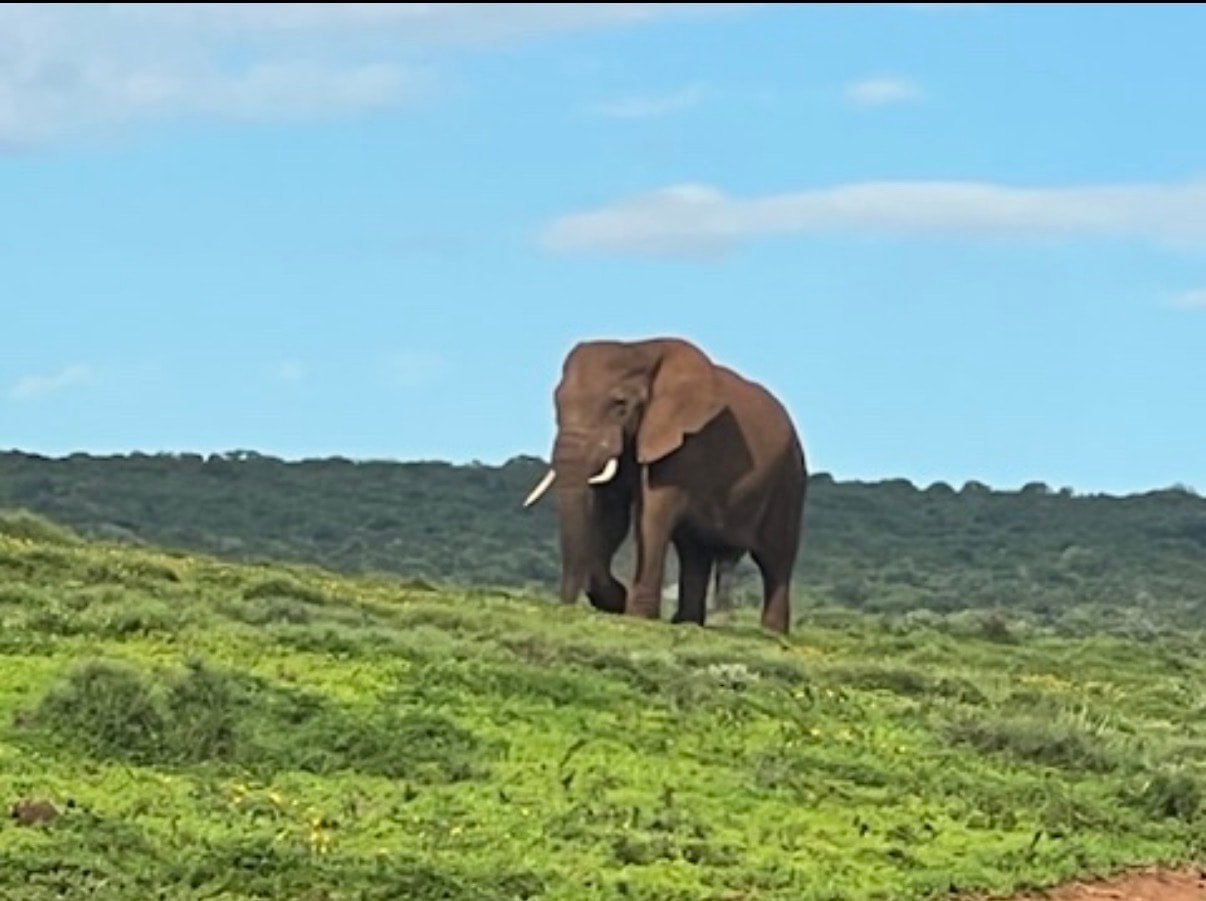 Elephant walking through savanna grassland