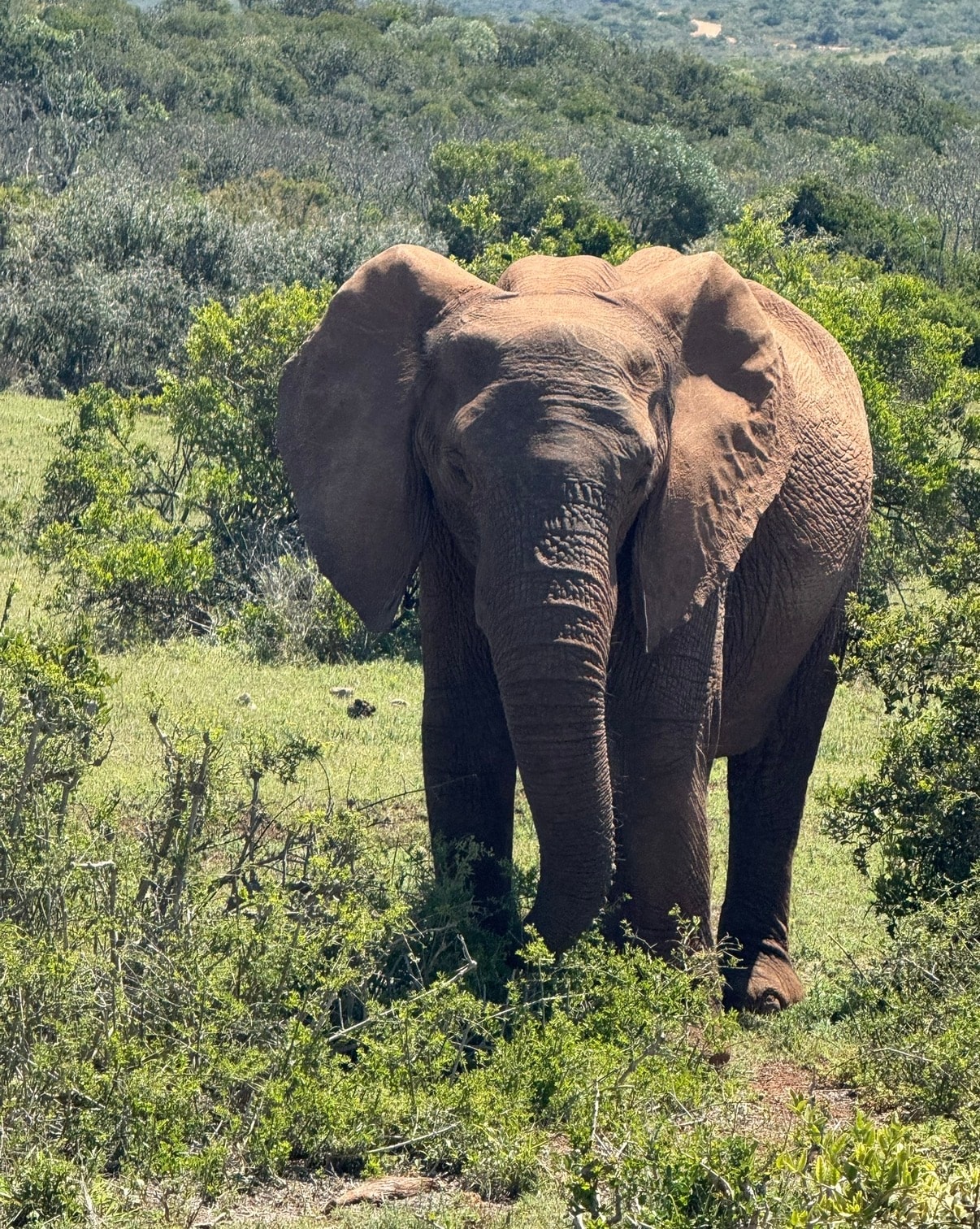 African elephant in savanna vegetation